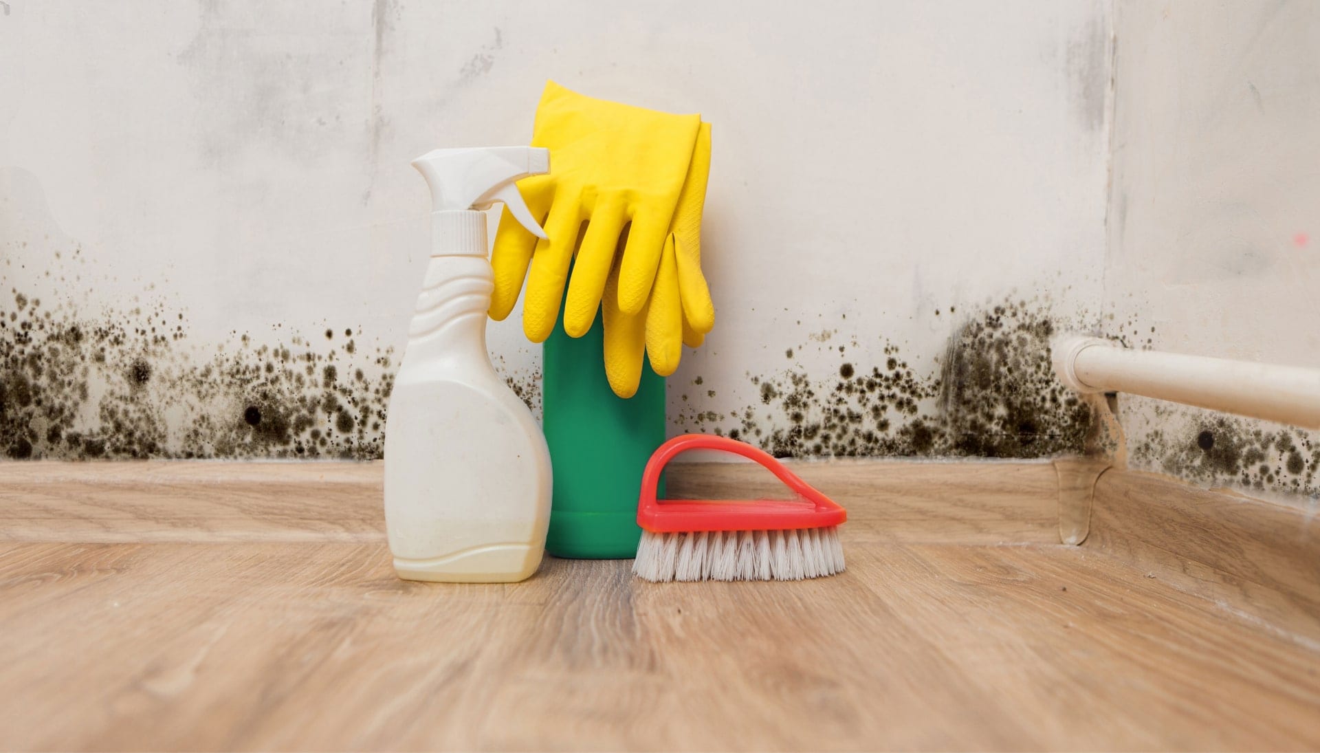 Know About Mold Removal In Toledo
