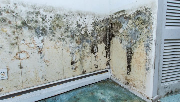 Mold Damage Odor Control Services in Toledo